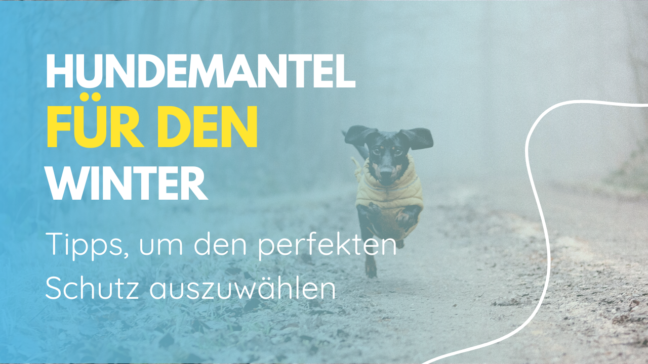 Dackel mit gelbem Mantel rennt auf einem schmalen Weg an einem kalten Wintertag