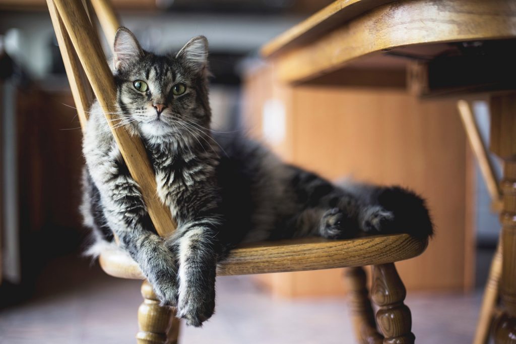 Eine entspannte Katze, die auf einem Stuhl liegt, und das Wohlbefinden von Tieren, das durch Wohltier gefördert wird.
