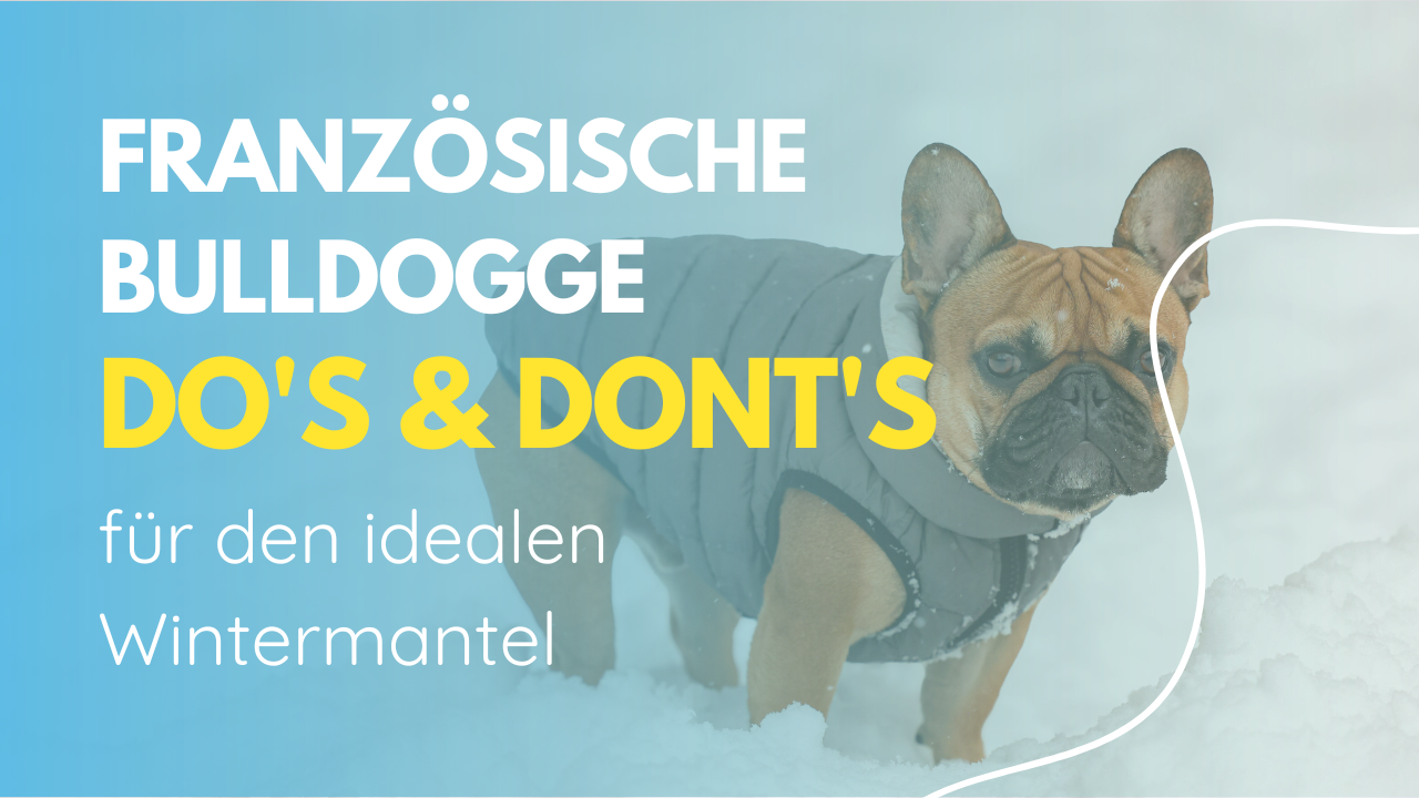 Französische Bulldogge im Schnee mit einem Wintermantel – Tipps für die richtige Auswahl eines Mantels für diese besondere Rasse