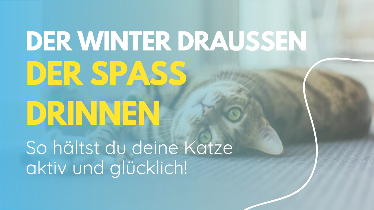 Eine getigerte Katze liegt entspannt auf dem Boden und schaut neugierig in die Kamera. Der Text auf dem Bild hebt hervor, wie man Katzen im Winter aktiv und glücklich hält.