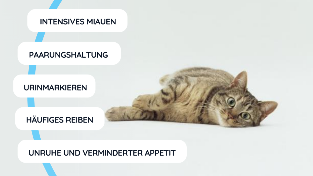 Katze liegt seitlich und schaut in die Kamera – Anzeichen der Rolligkeit bei Katzen