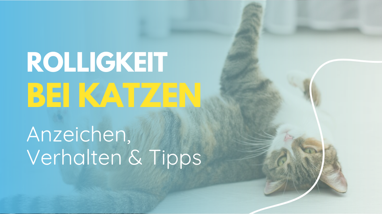 Rolligkeit bei Katzen: Anzeichen, Verhalten, Tipps