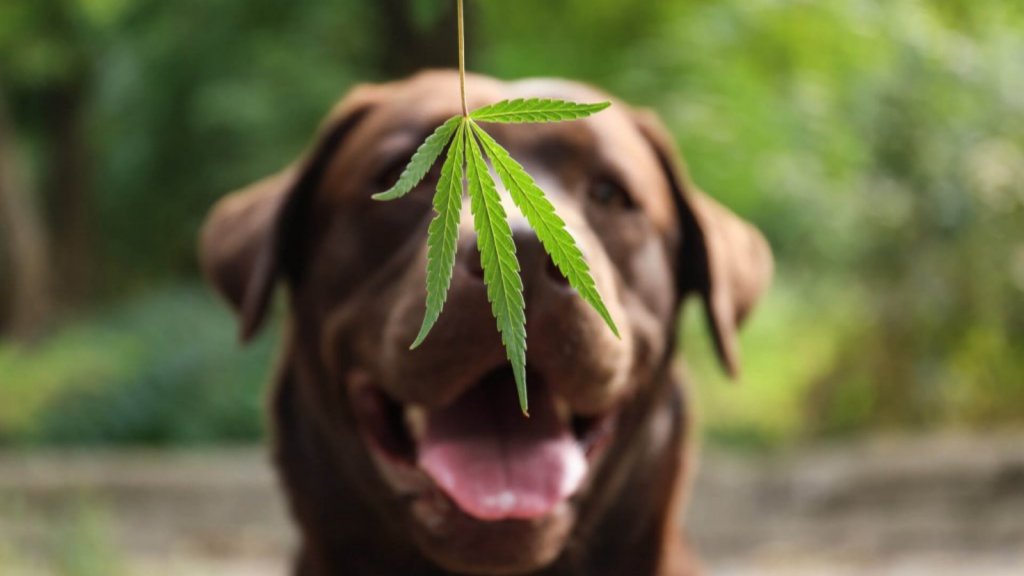 Hund mit Cannabisblatt – Warnung vor THC-Vergiftung bei Hunden