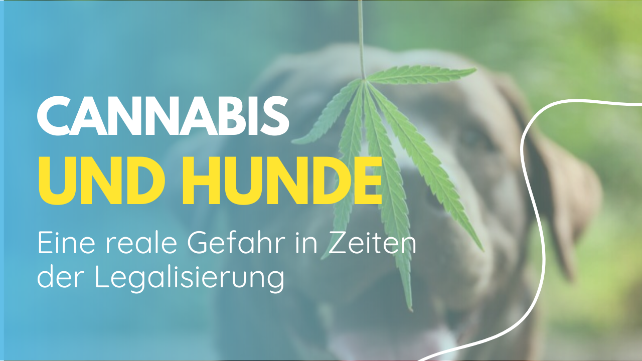 Cannabis und Hunde: Eine reale Gefahr in Zeiten der Legalisierung