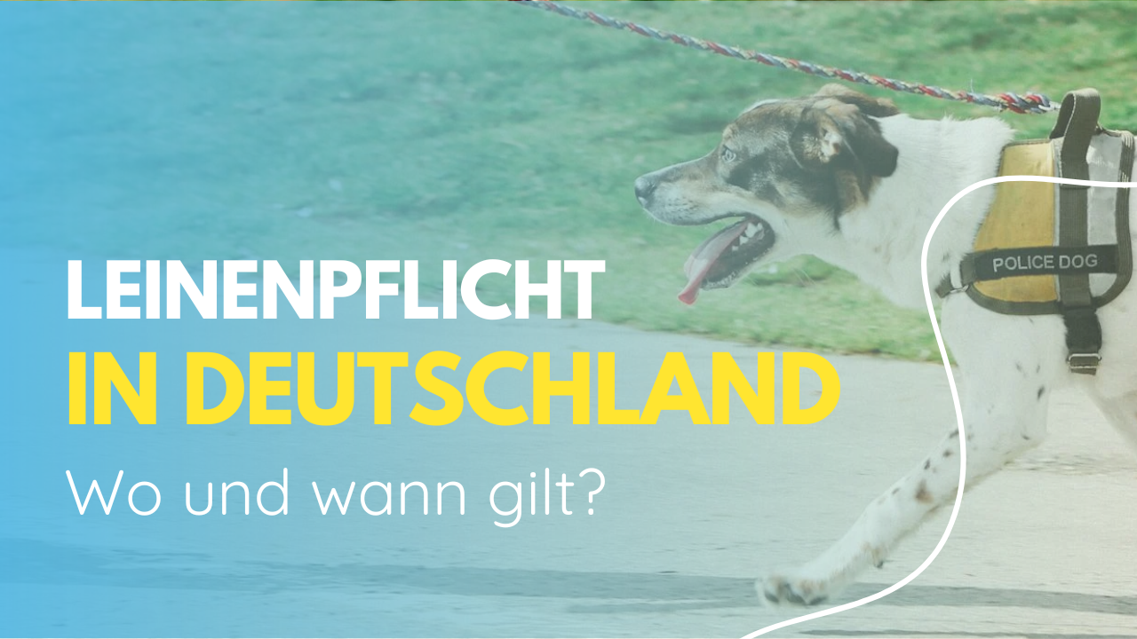 Leinenpflicht in Deutschland: wo und wann gilt?
