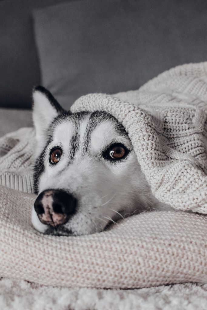 Husky liegt auf einer Decke und ist mit einer weiteren Decke zugedeckt wahrend Stromausfall