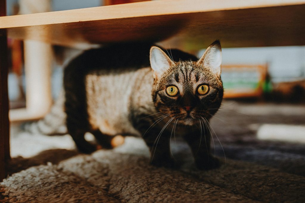 Getigerte Katze schaut ängstlich unter einem Holzmöbel hervor wahrend Stromausfall