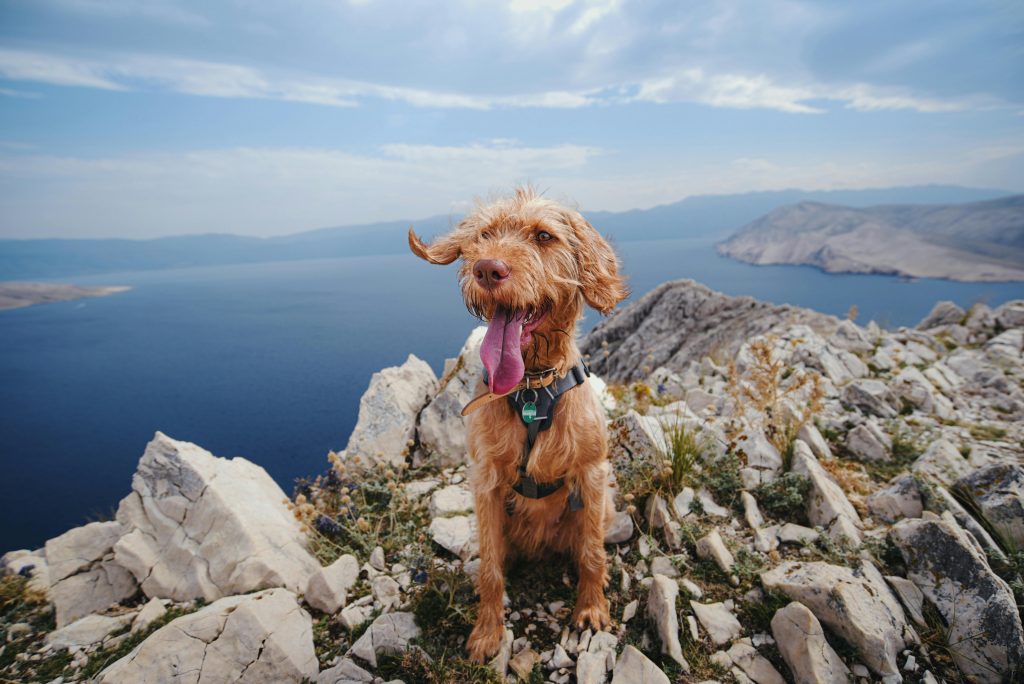 Hund mit Geschirr sitzt auf einem Felsen über einem Bergsee – Symbol für stressfreies Reisen mit Hund und gemeinsame Abenteuer in der Natur.