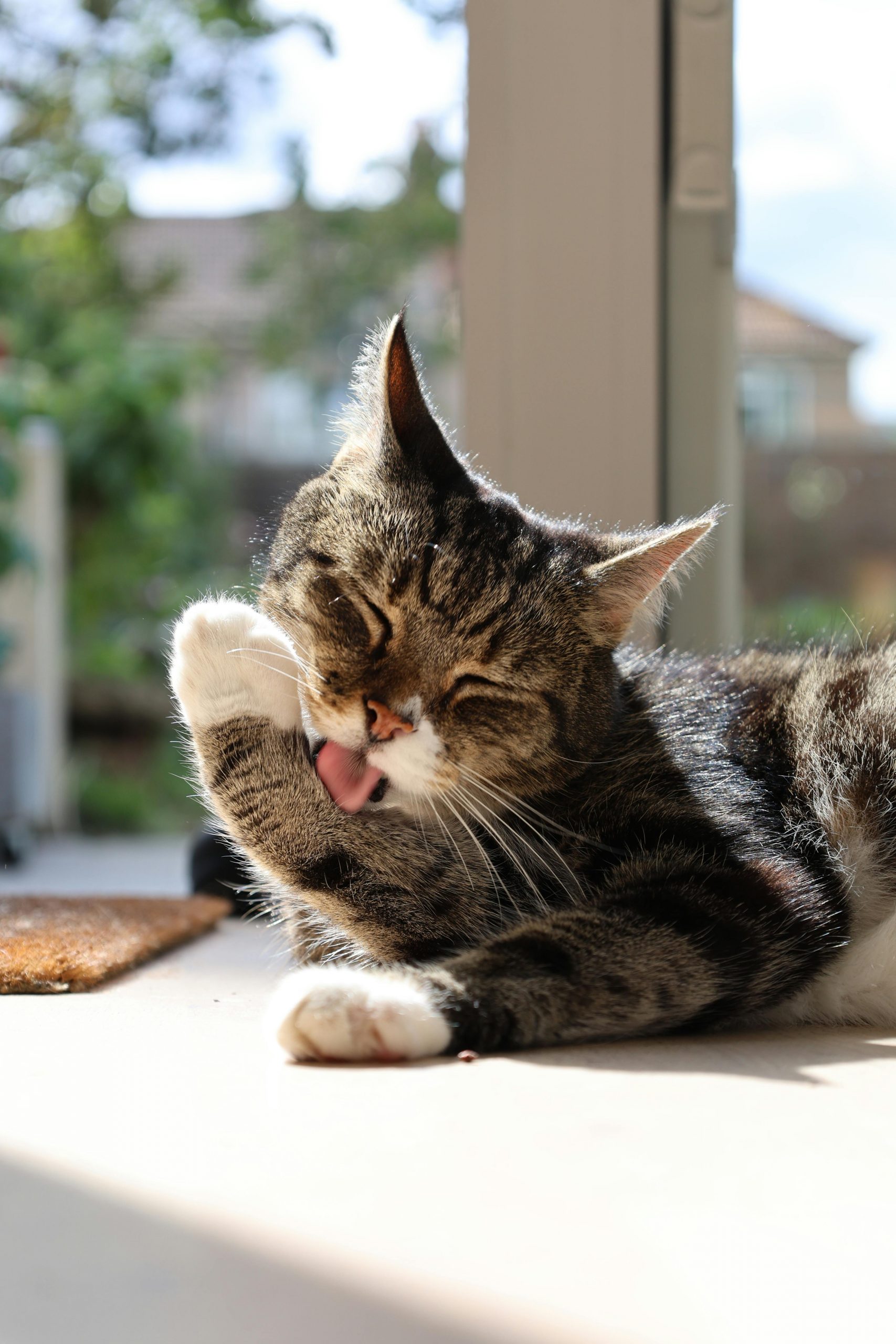 Getigerte Katze sitzt entspannt und leckt sich das Maul