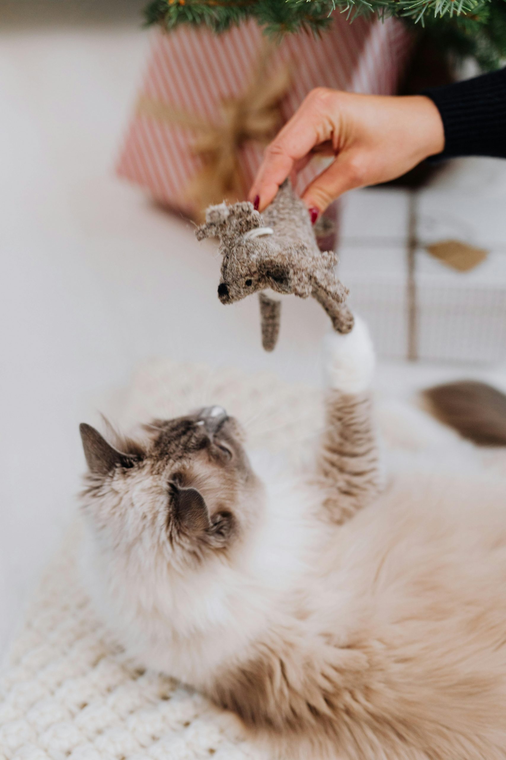 Hand spielt mit neugieriger Katze auf dem Boden