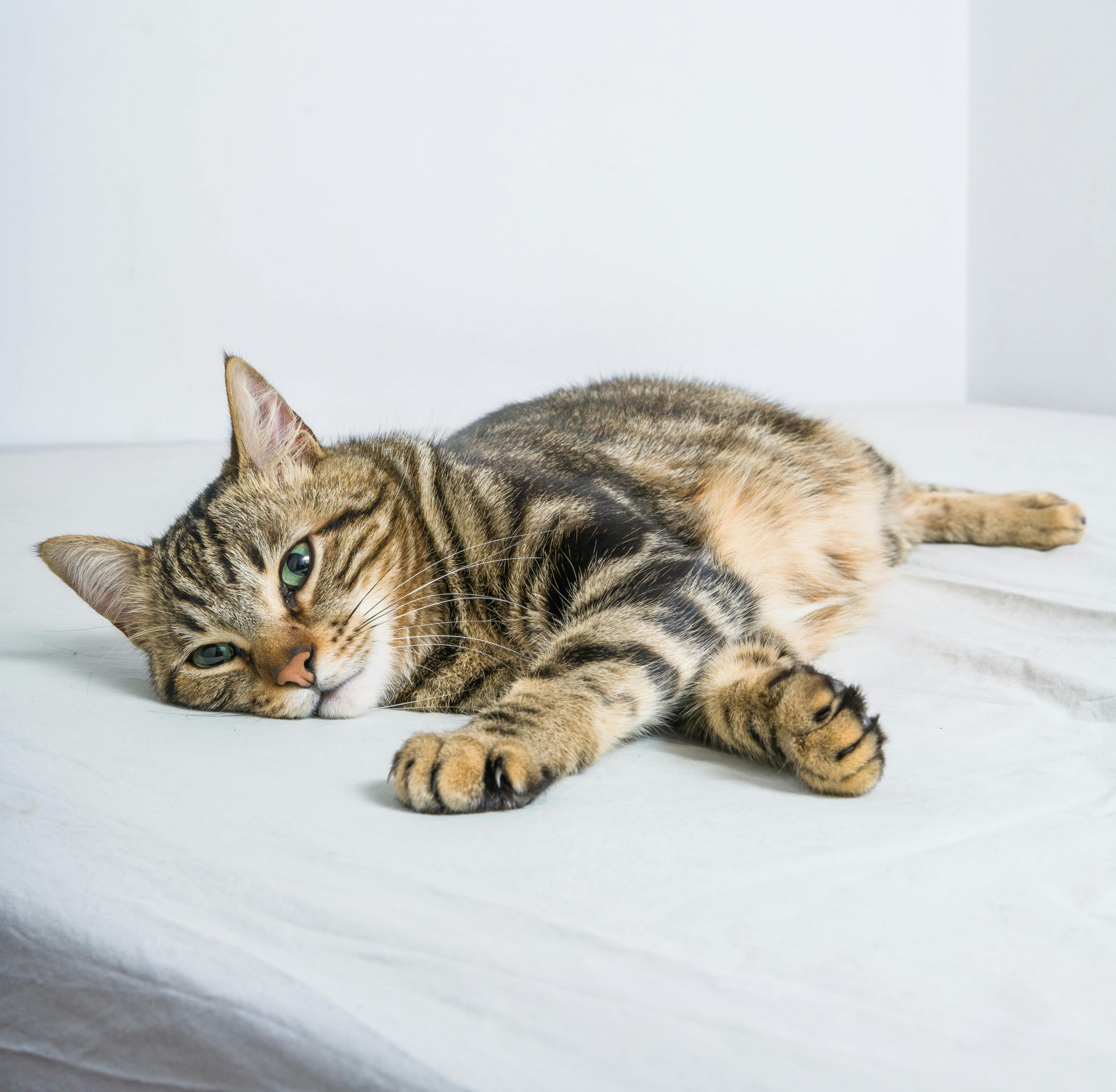Getigerte Katze liegt ausgestreckt und entspannt auf heller Decke auf dem Sofa