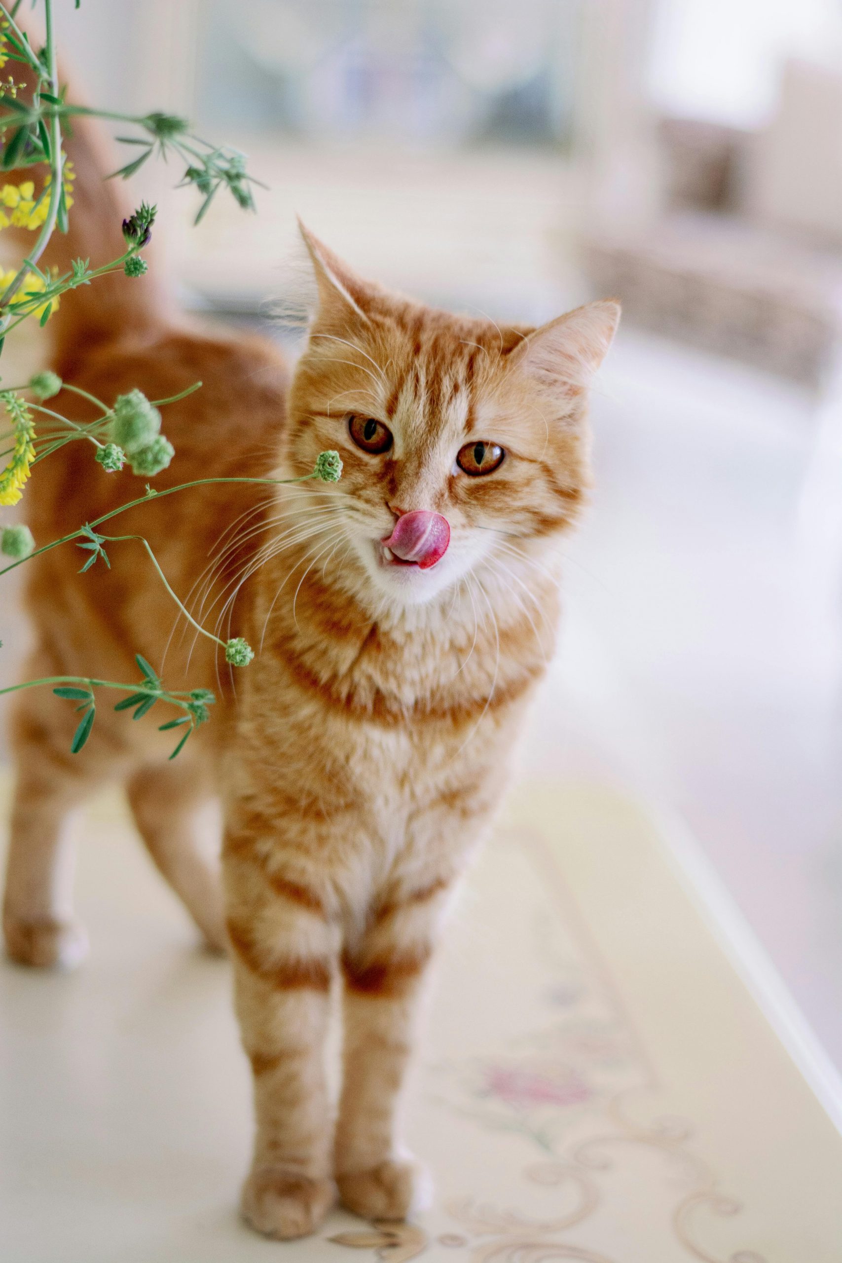 Rötliche Katze sitzt aufmerksam neben frischem Katzengras